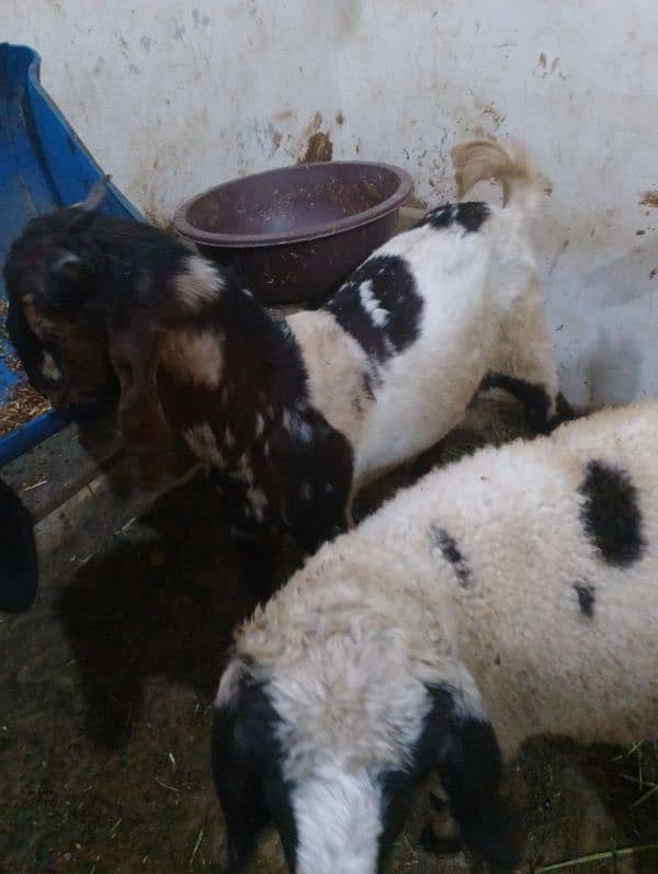 dumba ,Bakra for sale 3