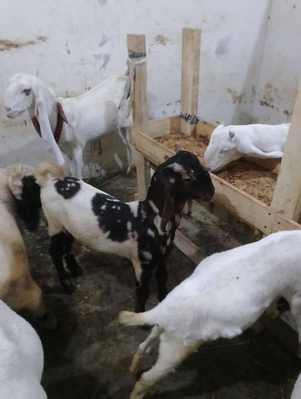 dumba ,Bakra for sale 4