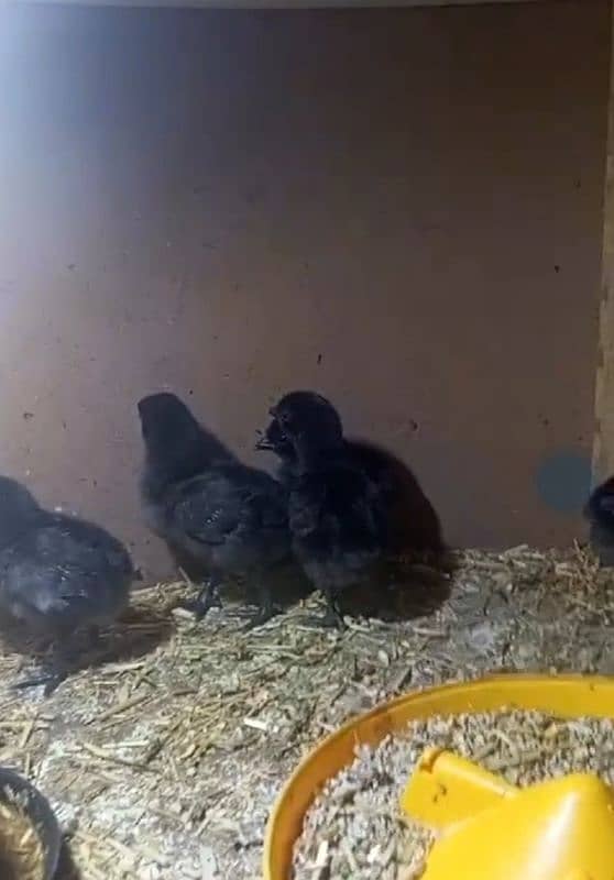 Ayam cemani chicks 0