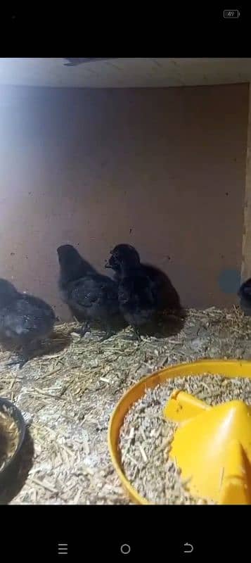 Ayam cemani chicks 1