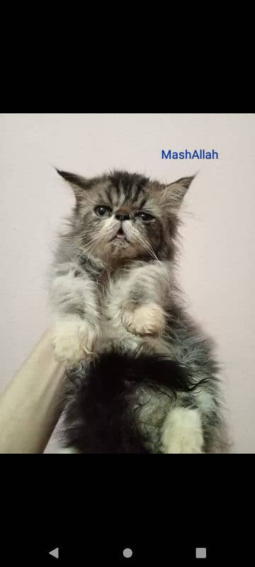 peki face kitten for sale 0