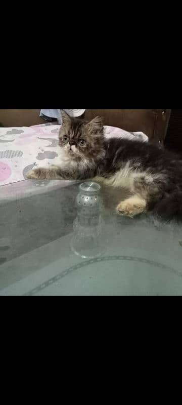 peki face kitten for sale 1