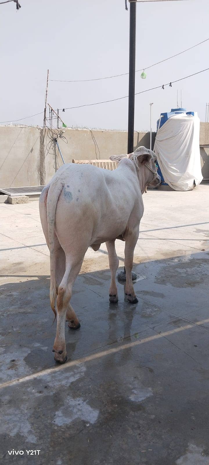 8 month calf 1