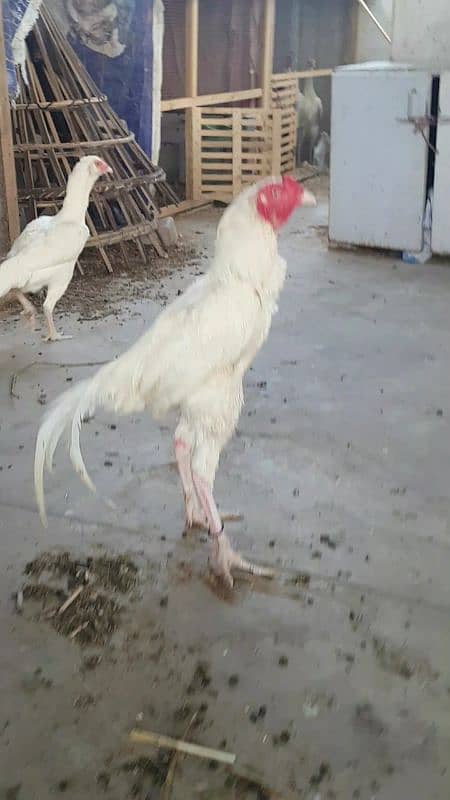 high quality heera aseel breeder 0