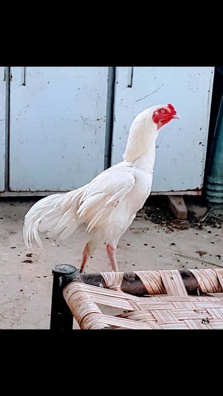 high quality heera aseel breeder 2