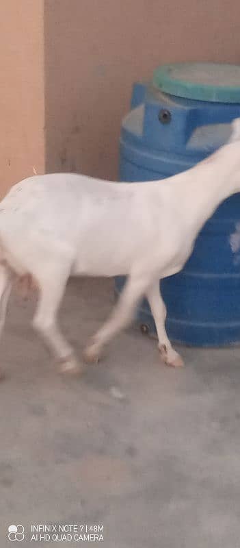 pure breed gulabi teddy for sale 1