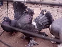 lucky English fantail American fantail