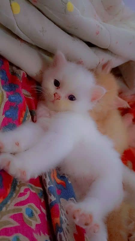 Persian kitten 1 month old 0