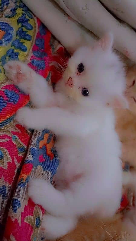 Persian kitten 1 month old 1