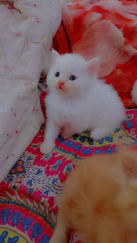 Persian kitten 1 month old 2