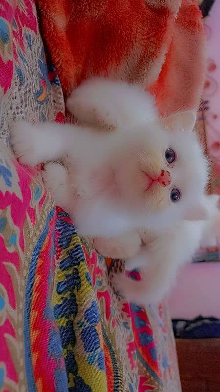 Persian kitten 1 month old 3