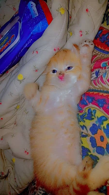 Persian kitten 1 month old 9