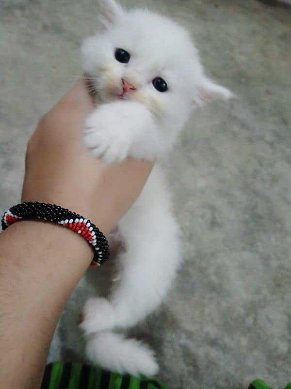 Persian kitten 1 month old 10