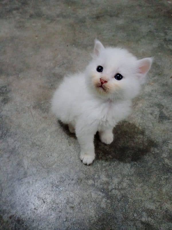 Persian kitten 1 month old 11