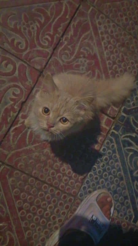 Persian cat Pair for sale long tail Angora breed 0