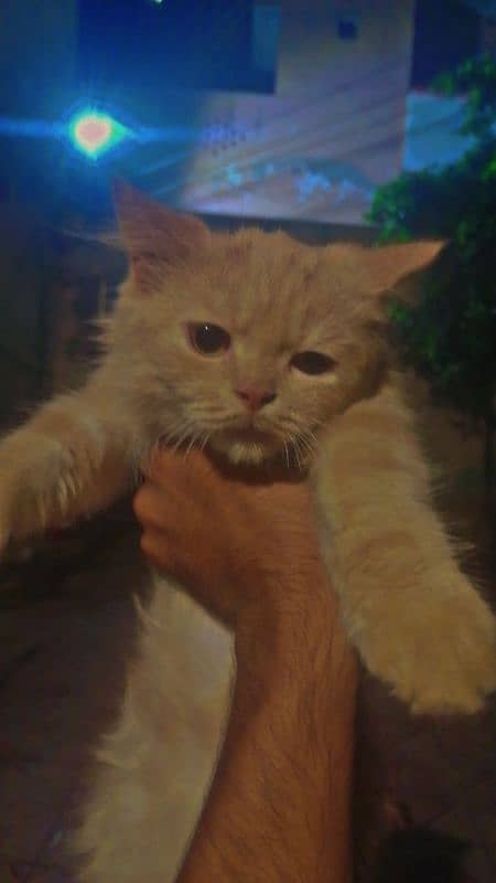 Persian cat Pair for sale long tail Angora breed 1