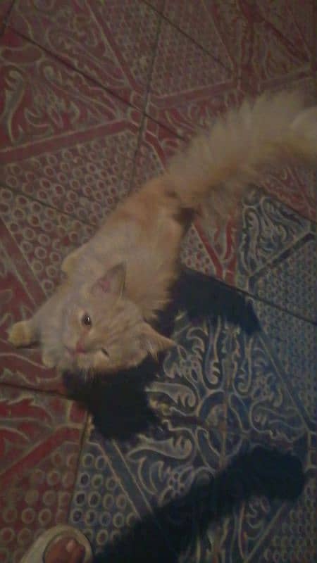 Persian cat Pair for sale long tail Angora breed 2