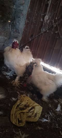 silkie pair eggs da rahi ha