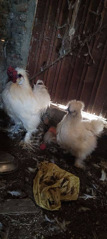 silkie pair eggs da rahi ha 1