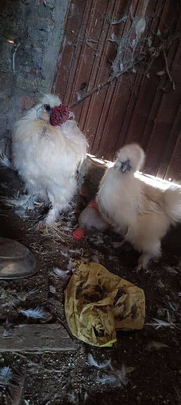 silkie pair eggs da rahi ha 2