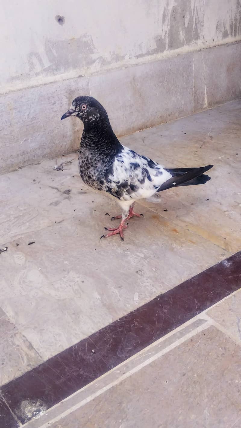 Teddy high flyer pigeon gola kabootar Patti Wala kabutar 3