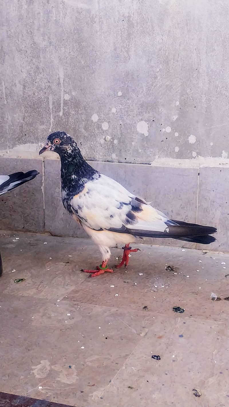 Teddy high flyer pigeon gola kabootar Patti Wala kabutar 7