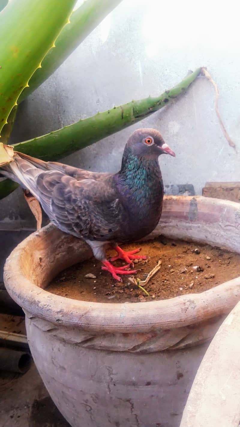 Teddy high flyer pigeon gola kabootar Patti Wala kabutar 8