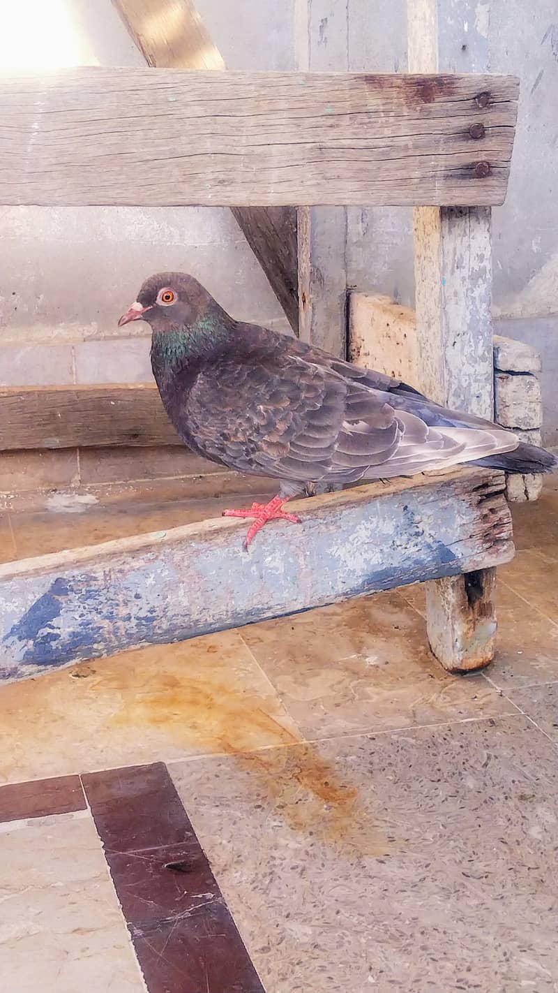 Teddy high flyer pigeon gola kabootar Patti Wala kabutar 11