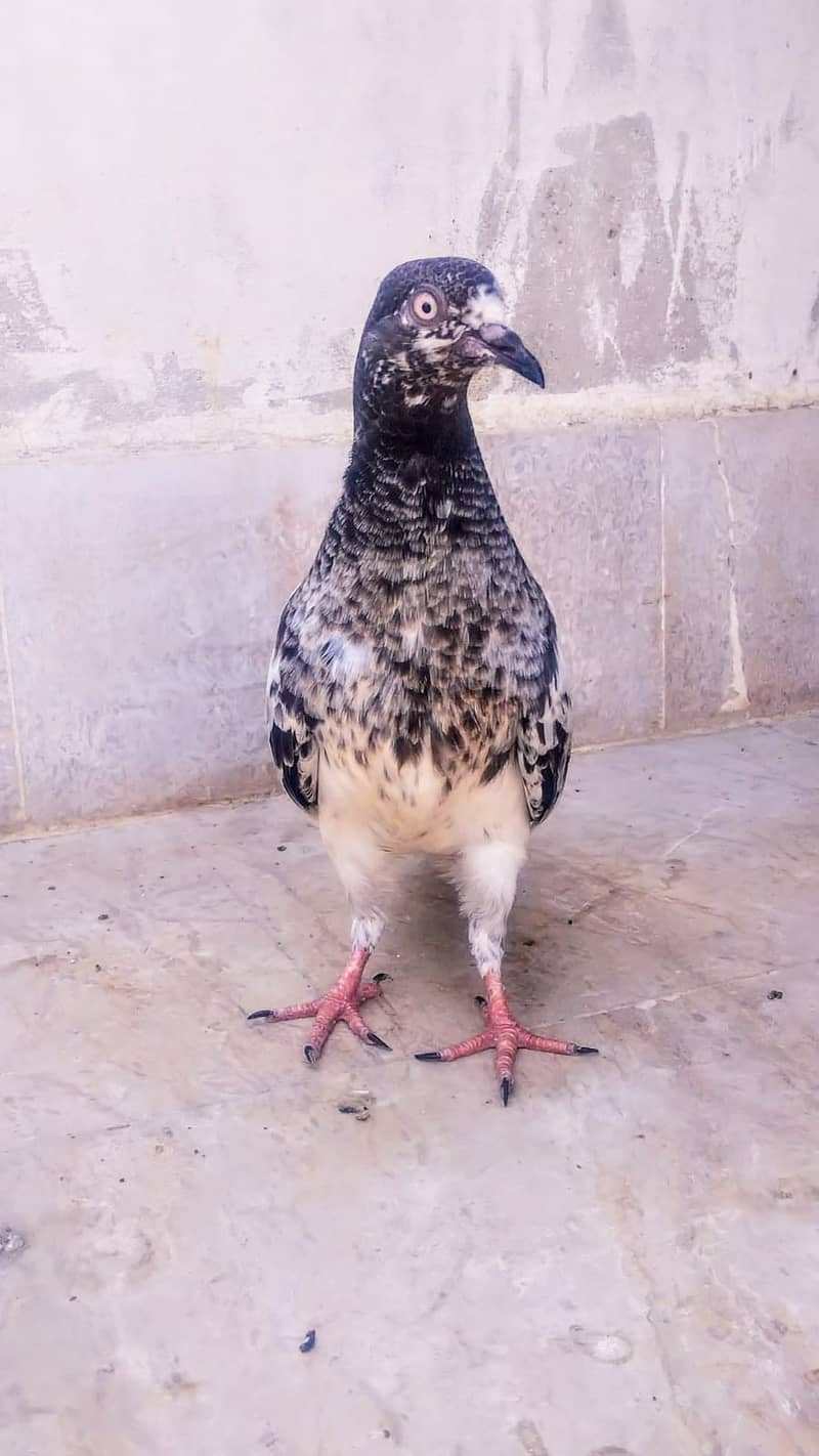 Teddy high flyer pigeon gola kabootar Patti Wala kabutar 12