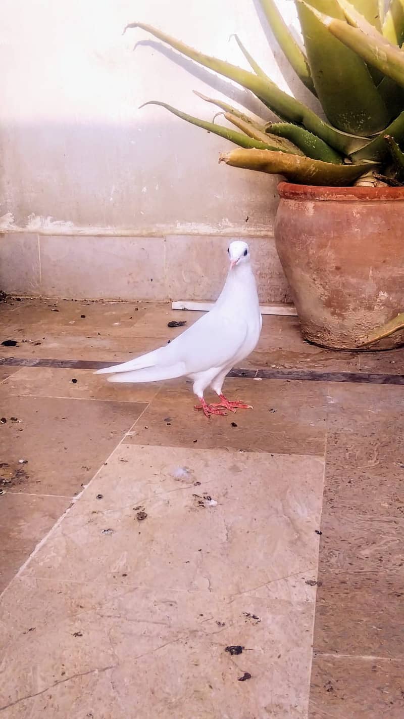 Teddy high flyer pigeon gola kabootar Patti Wala kabutar 13