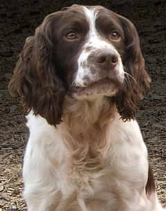 cocker spaniel male