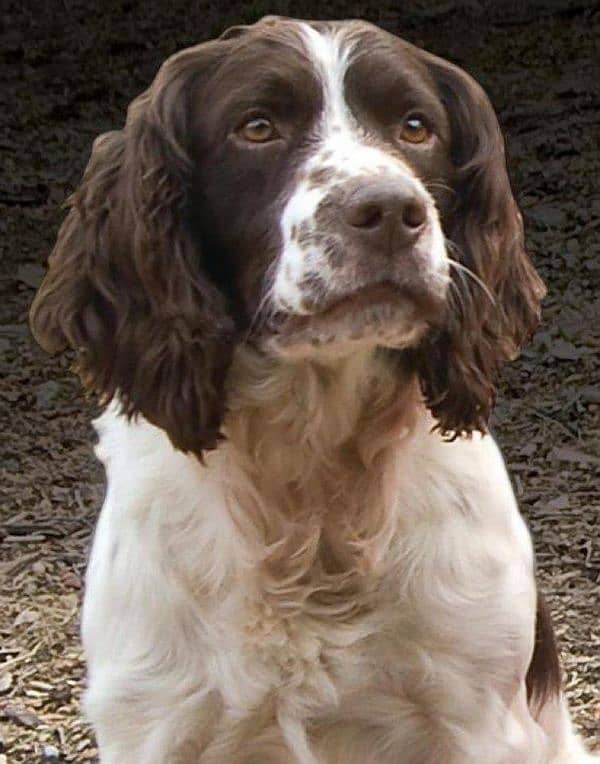 cocker spaniel male 0