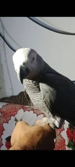 African grey male handtamed and toking