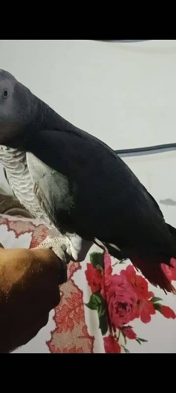 African grey male handtamed and toking 1