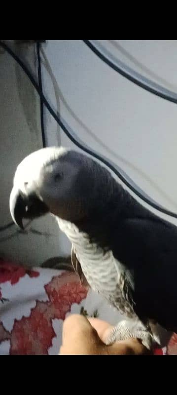 African grey male handtamed and toking 2