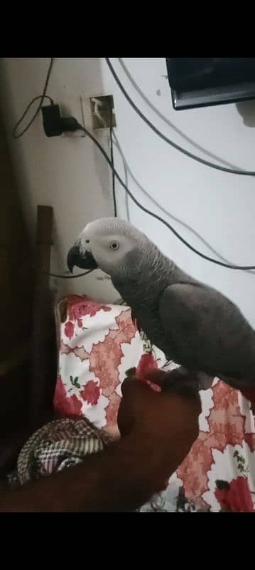 African grey male handtamed and toking 3