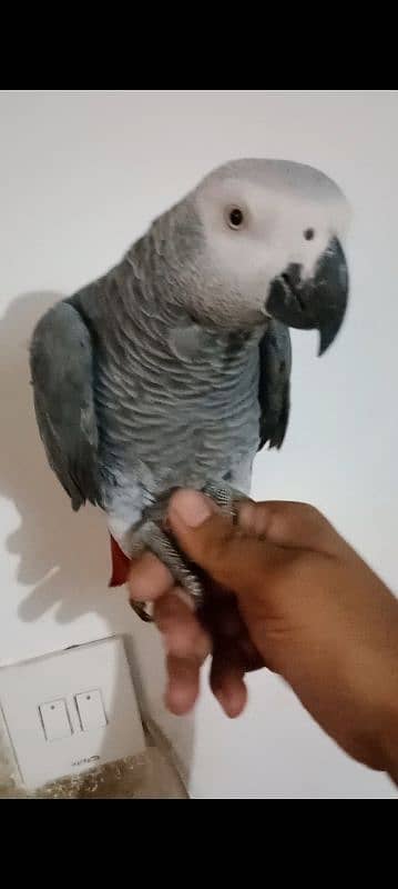 African grey male handtamed and toking 4