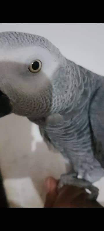 African grey male handtamed and toking 5