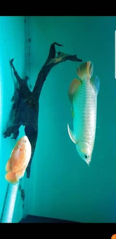 arowana super golden