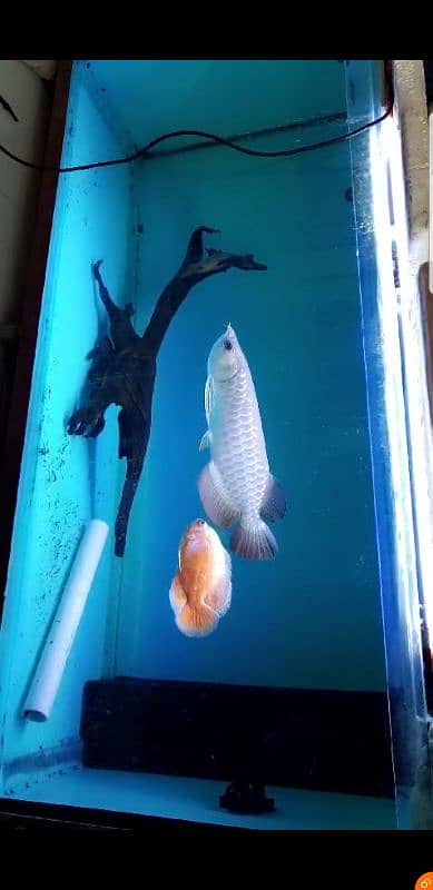 arowana super golden 1