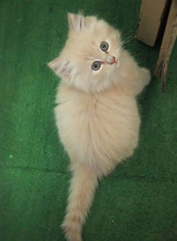 Cute Female Persian Kitten Available 0