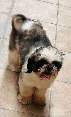 shihtzu females