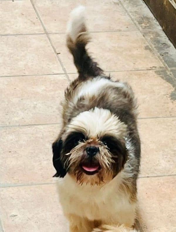 shihtzu females 1