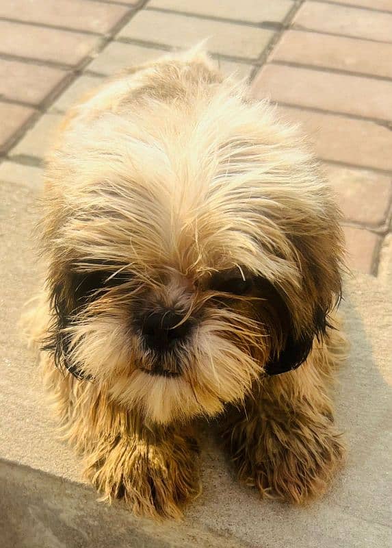 shihtzu females 3