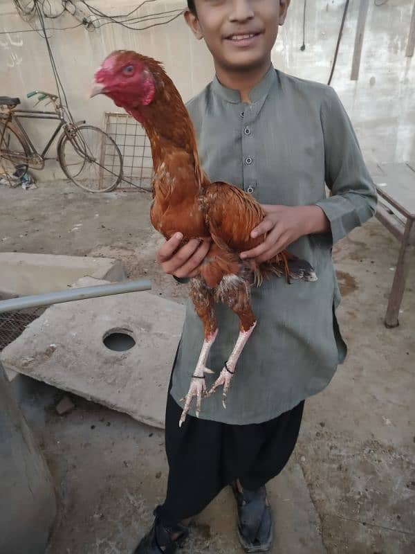 misrii murgyan Aseel phataa pathiya or duck pair 0