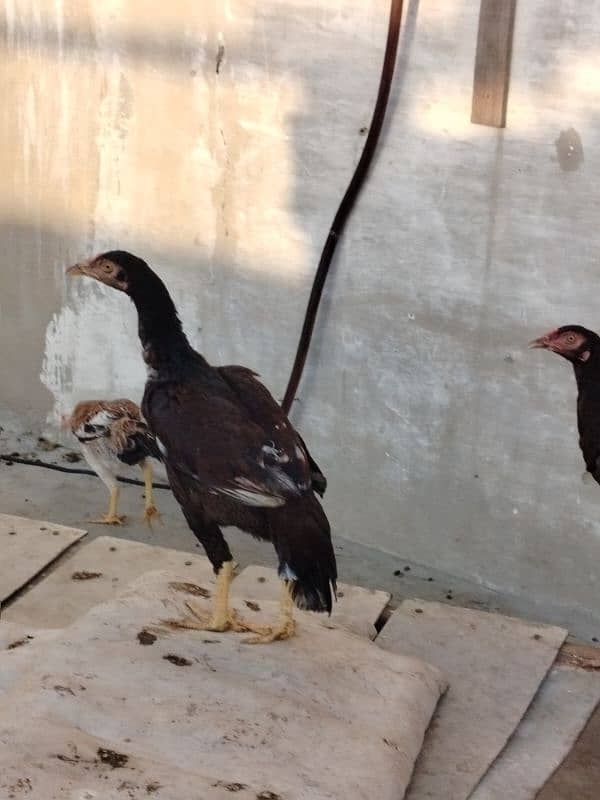 misrii murgyan Aseel phataa pathiya or duck pair 2