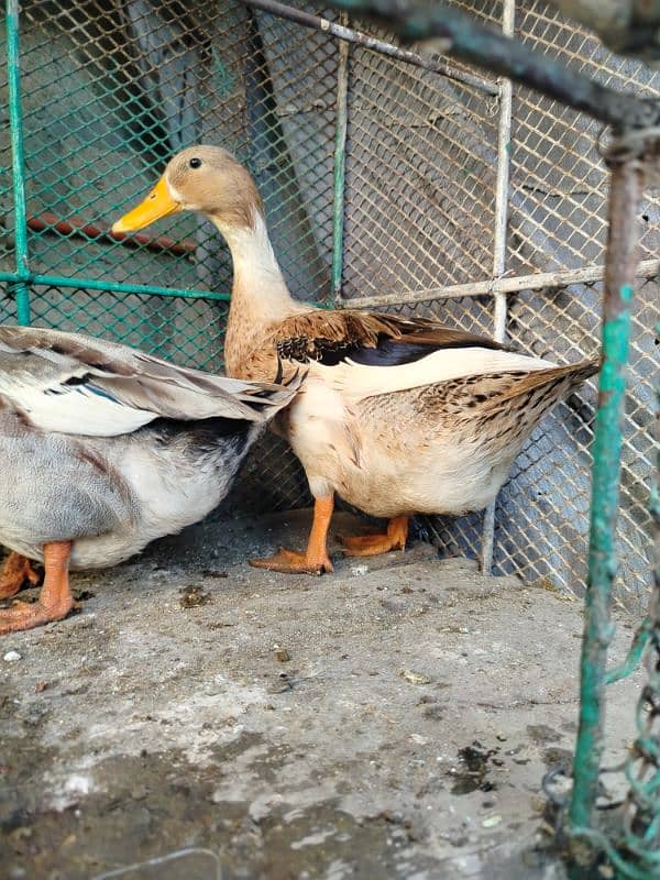 misrii murgyan Aseel phataa pathiya or duck pair 9