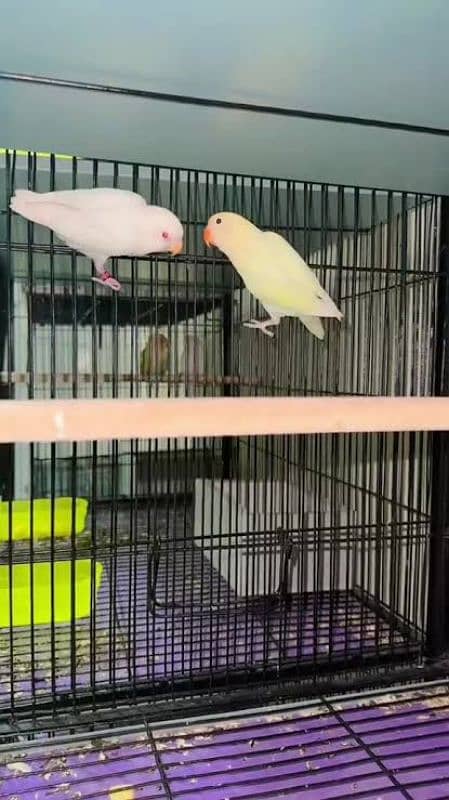 Albino Red eyes, Split, Decino,Pastalino, RAW with DNA Males 0