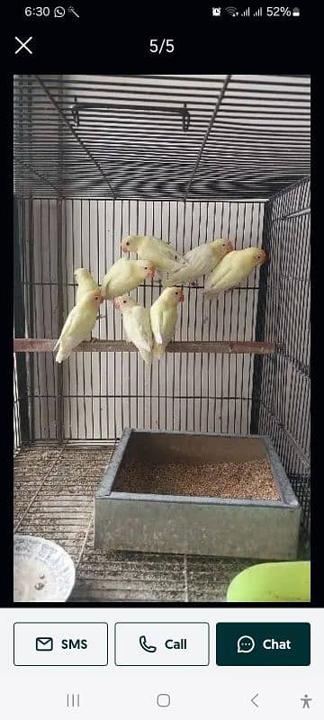 Albino Red eyes, Split, Decino,Pastalino, RAW with DNA Males 1