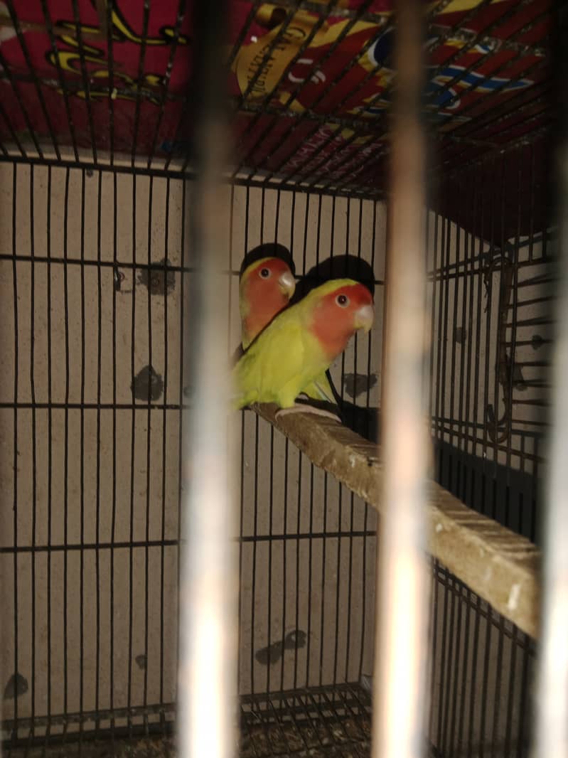 Common Lutino breeder pair for sale 0